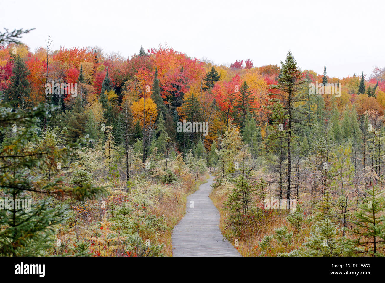 Trail, a boardwalk in autumn, Adirondack Mountains, Upstate New York, USA Stock Photo