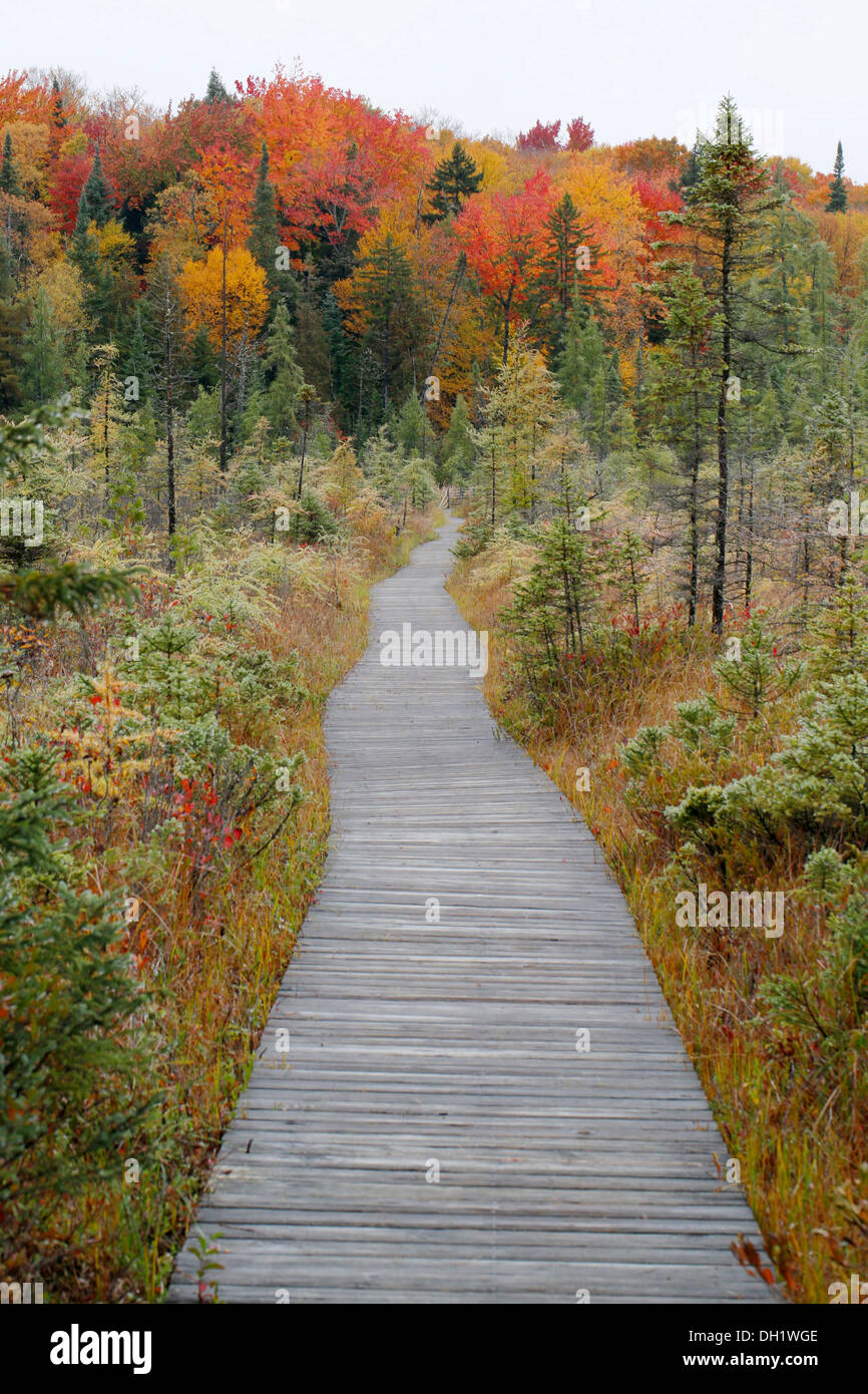 Trail, a boardwalk in autumn, Adirondack Mountains, Upstate New York, USA Stock Photo