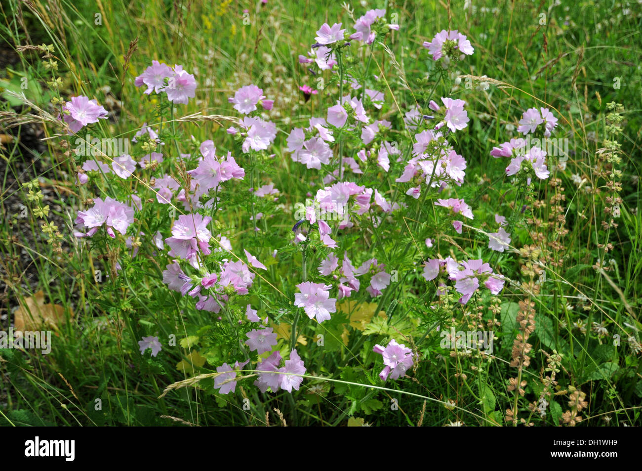 Musk Mallow Stock Photo