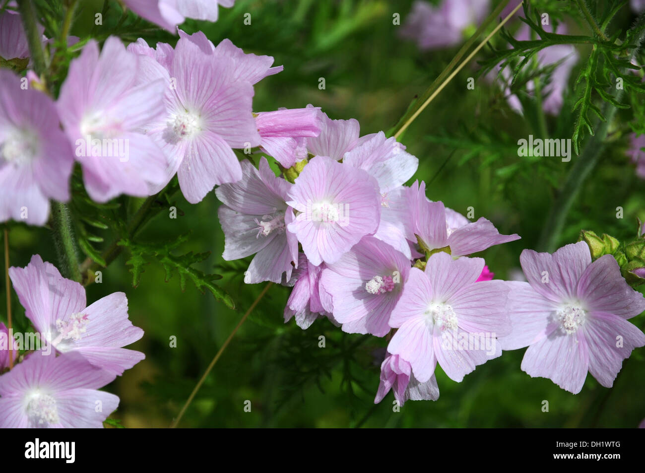 Musk Mallow Stock Photo