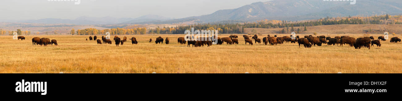 Panoramic view, bison herd, American Bison or American Buffalo (Bison bison),  Grand Teton Parkway, Wyoming, USA Stock Photo - Alamy