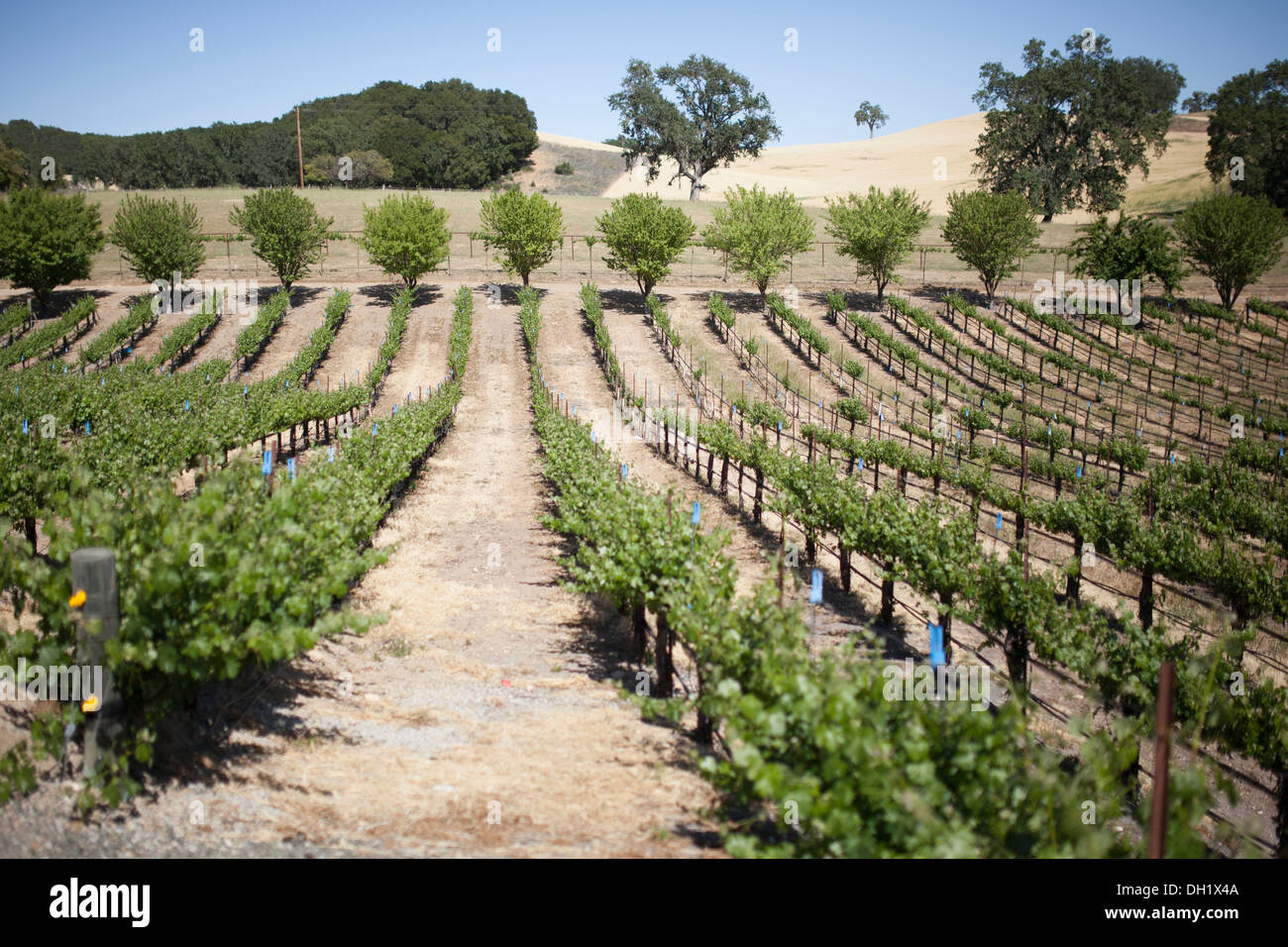 Wine Country on the California Coast. Stock Photo