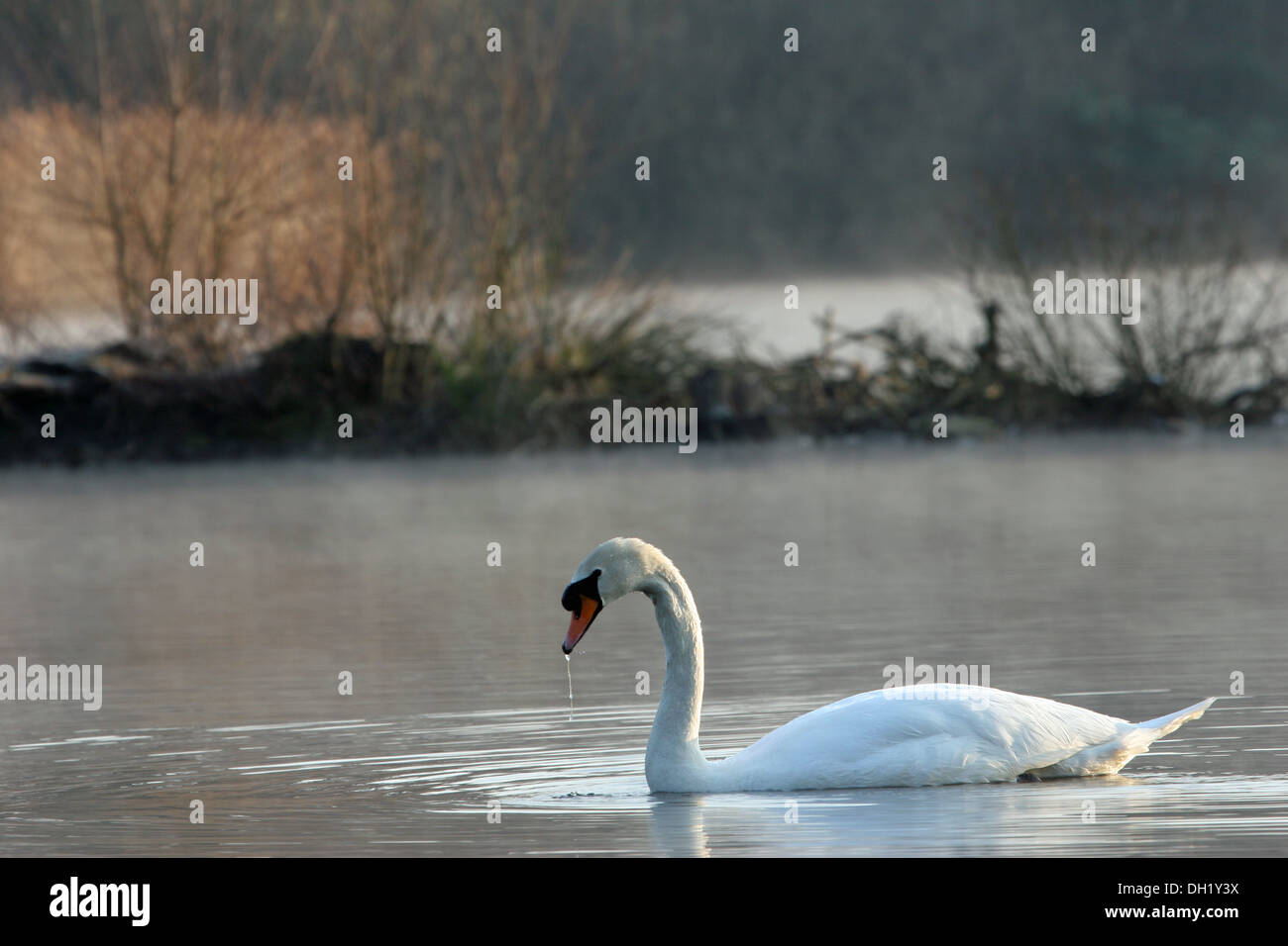 swan on misty lake with dripping beak Stock Photo