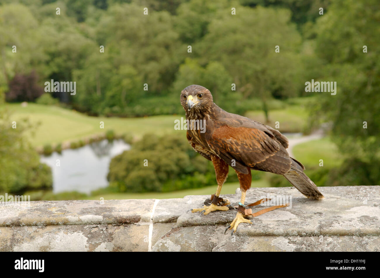 Falconry is the hunting of wild quarry in its natural state and habitat