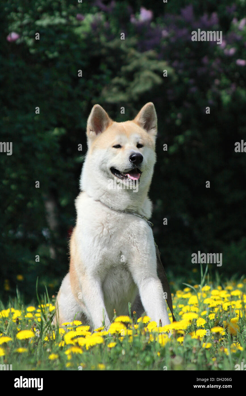dog, Akita Inu lies on a green young grass among Flowers of yellow color Stock Photo