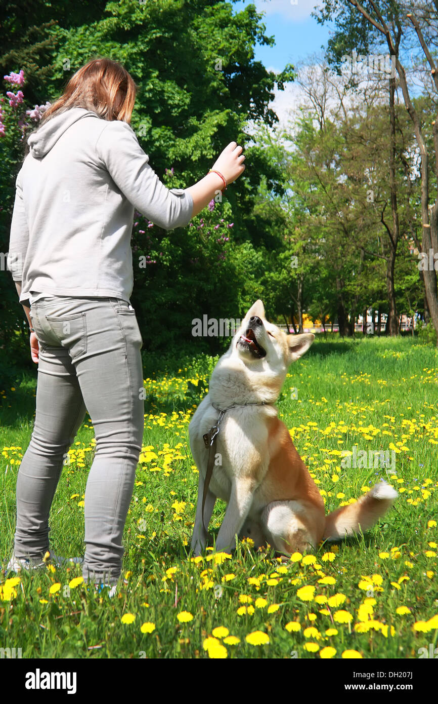 girl, the teenager trains a dog of breed Akita Inna on a green glade with yellow flowers Stock Photo