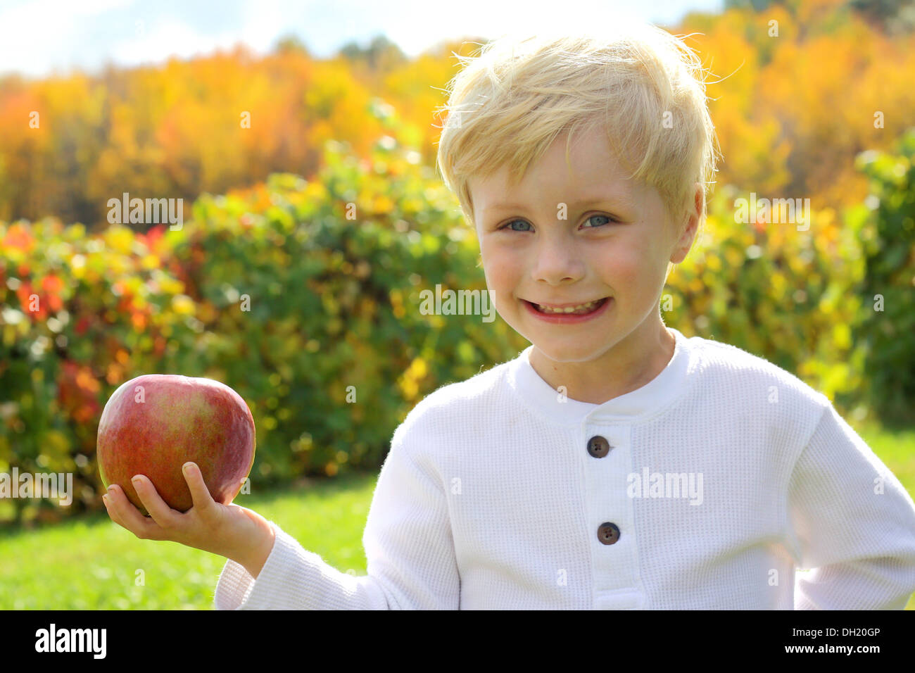 a cute, happy young child is holding a very large red apple in front of the beautiful fall colored foliage of an apple orchard Stock Photo