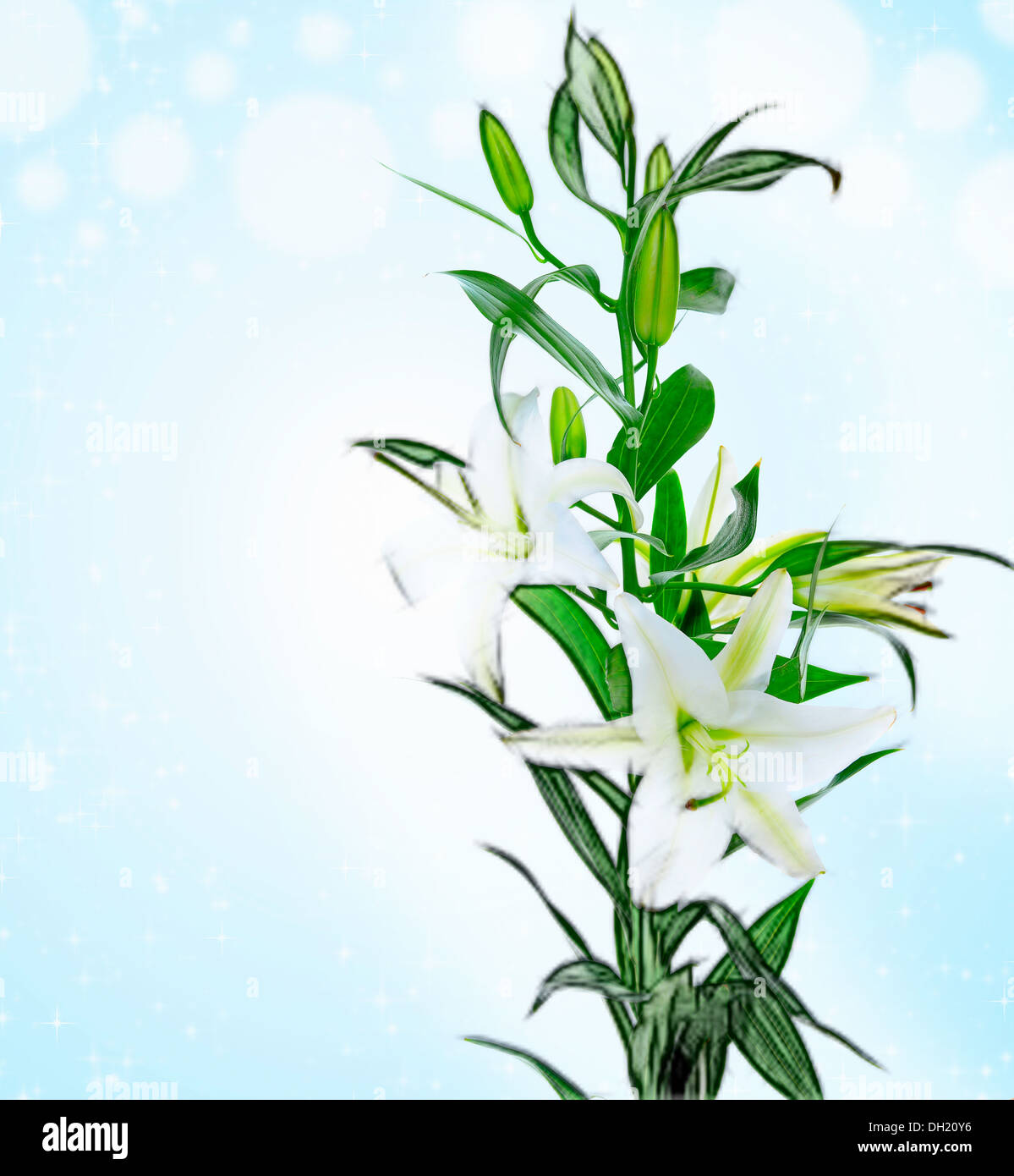 White lily flowers hi-res stock photography and images - Alamy