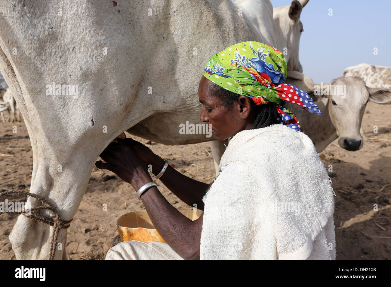 Woman in northern Burkina Faso milking cow Stock Photo