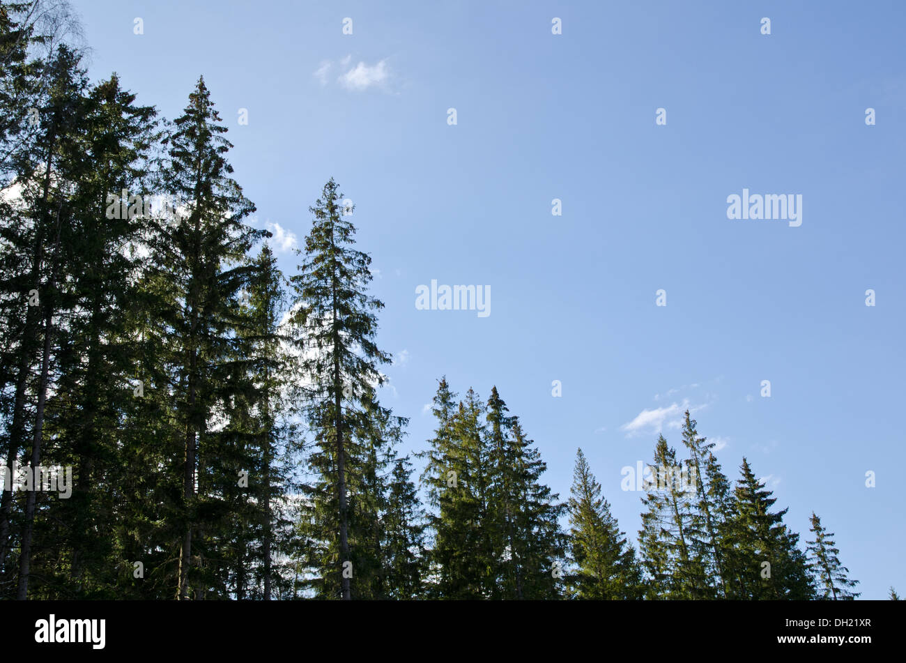 Norwegian fir tree hires stock photography and images Alamy