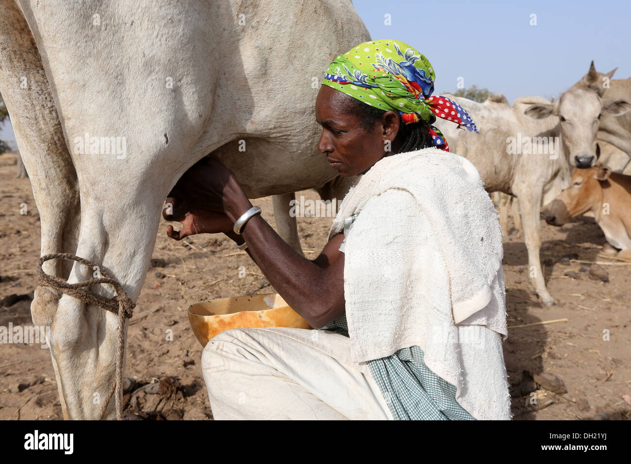 Woman in northern Burkina Faso milking cow Stock Photo