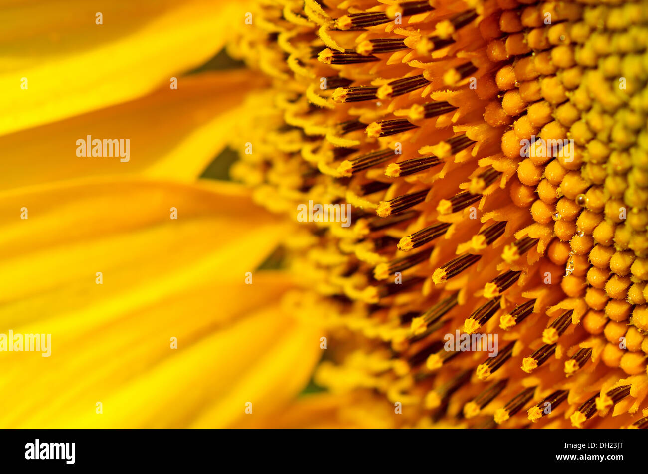 Close up sunflower hi-res stock photography and images - Alamy