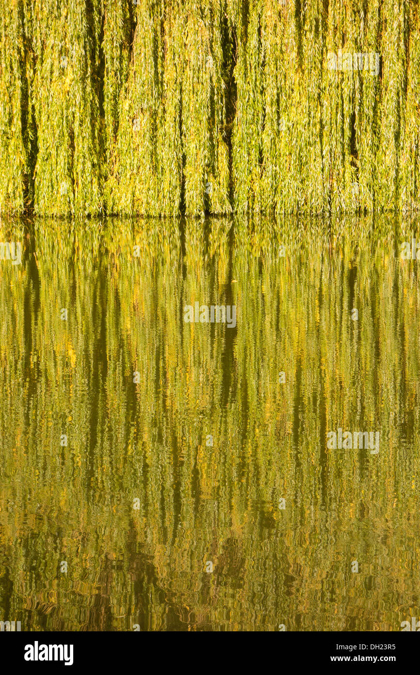 A weeping willow and reflection in autumn light, Cambridgeshire Stock Photo