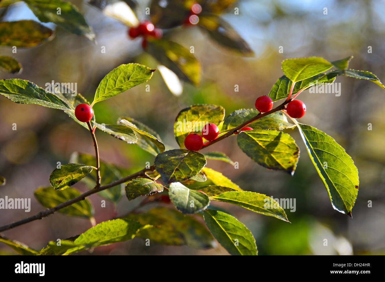 A branch of Winterberry (Ilex verticillata) glows as it is backlit by the morning sun. Stock Photo