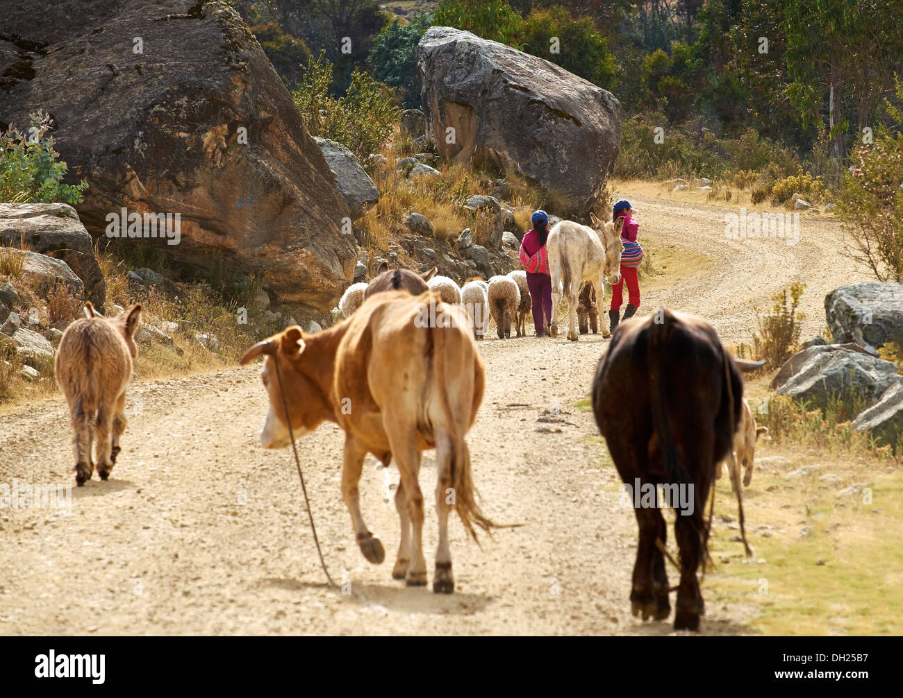 Children taking the live stock to grazing pastures in the Andes, Peru, South America Stock Photo