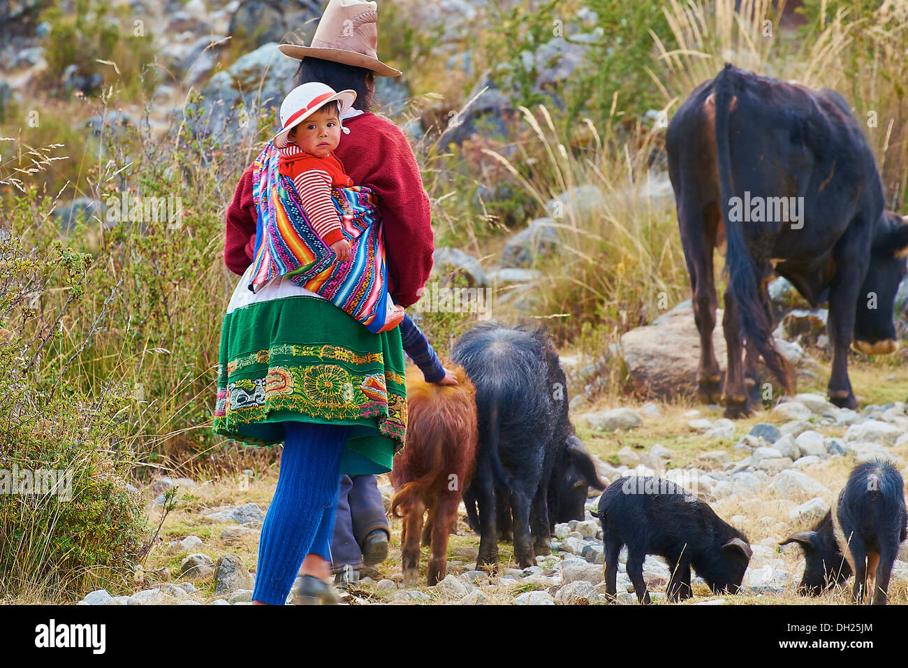 Andean family taking their livestock to grazing pastures in the Andes, Peru, South America Stock Photo