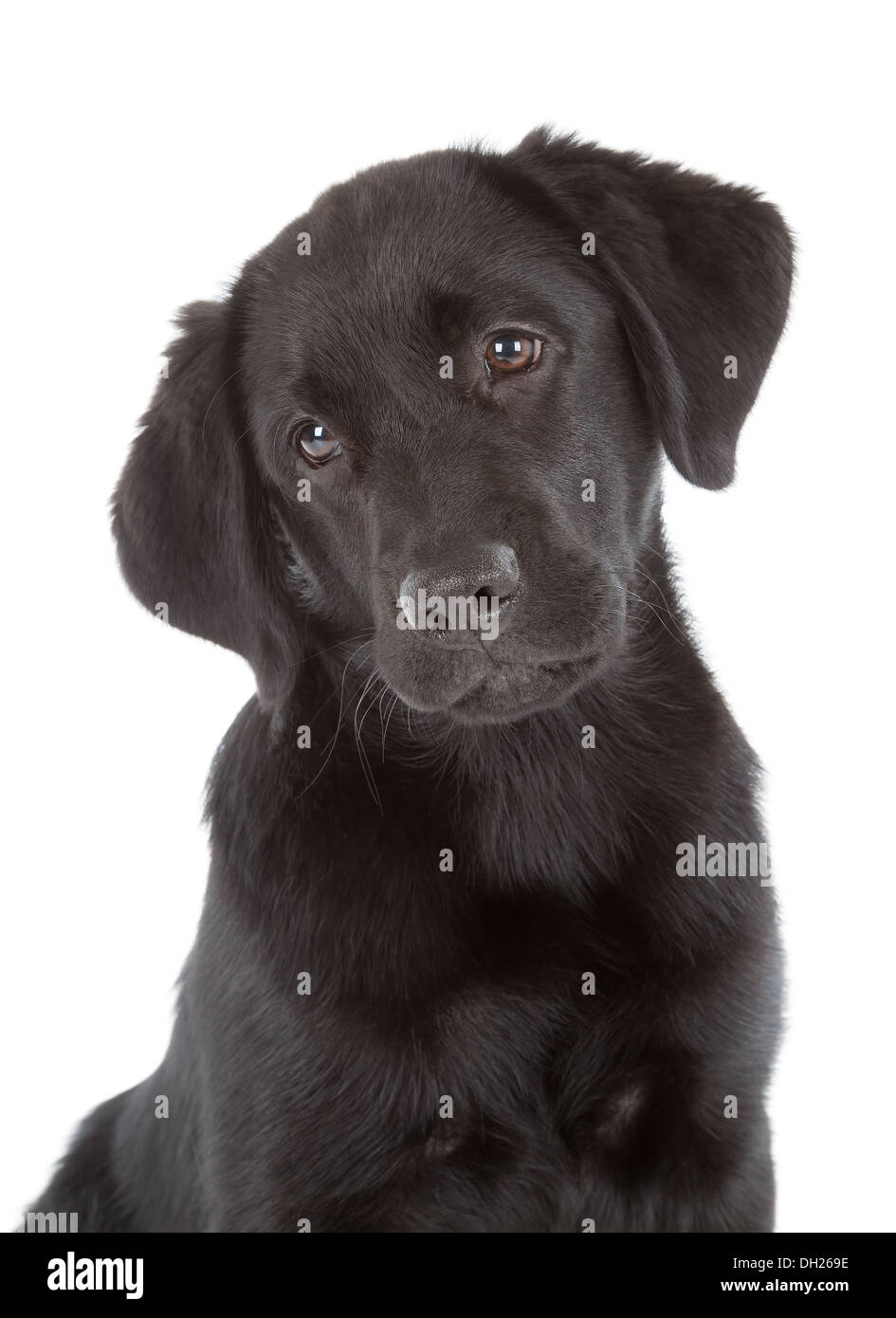 Labrador Retriever Puppy isolated on white Stock Photo - Alamy