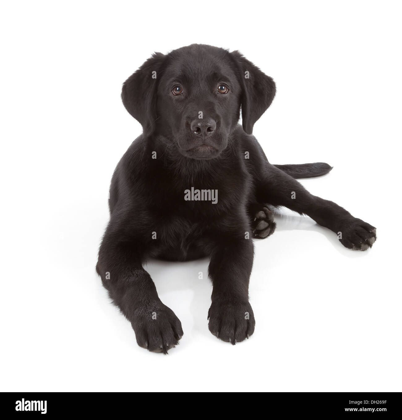Labrador Retriever Puppy isolated on white Stock Photo - Alamy