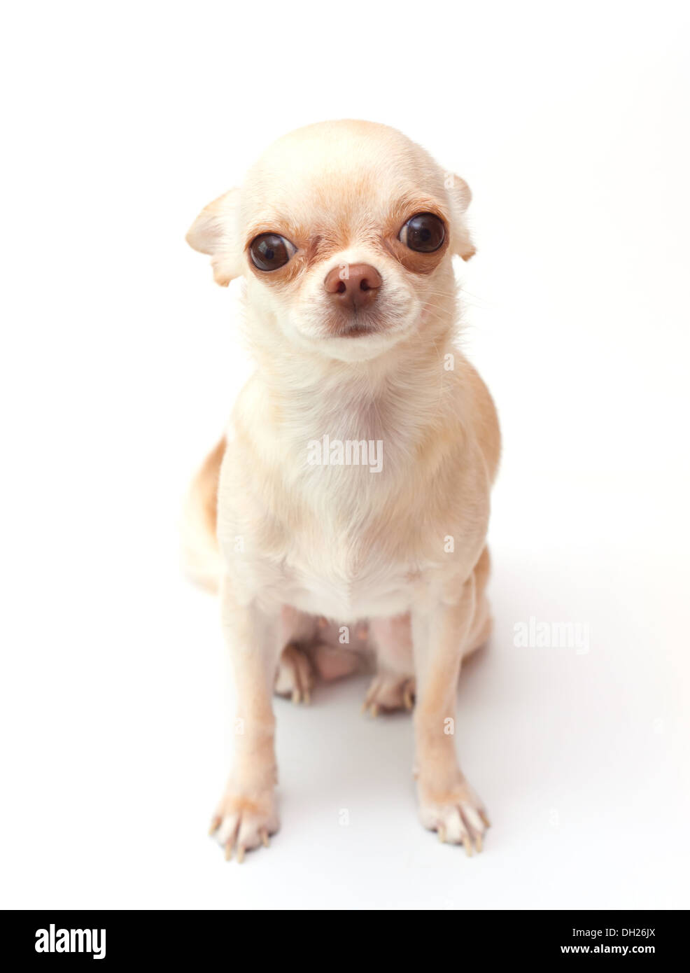 Small Chihuahua On White Background Stock Photo Alamy