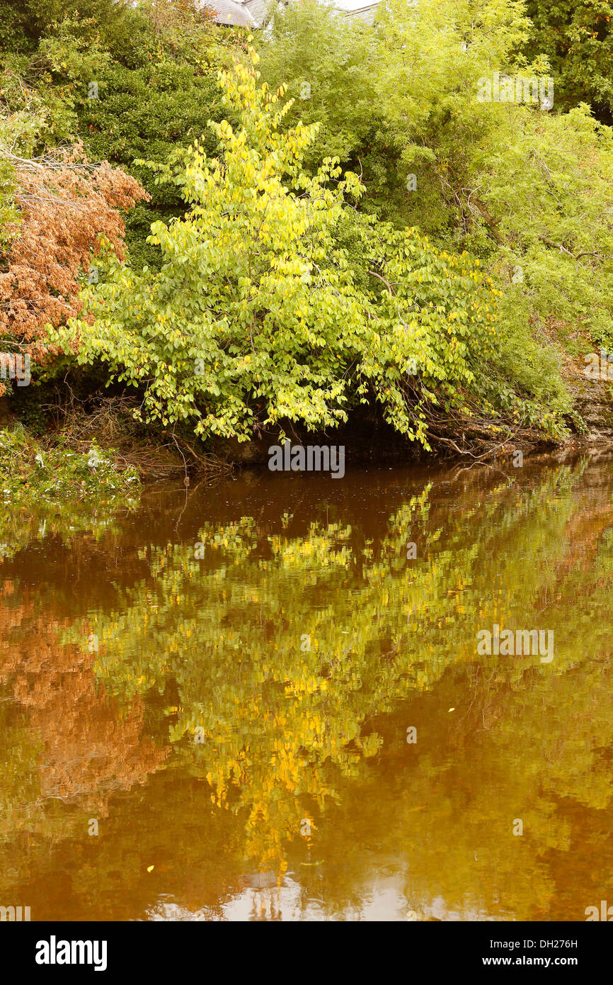 Autumn trees reflected in the river, Newtown, Wales, UK. October 2013 Stock Photo