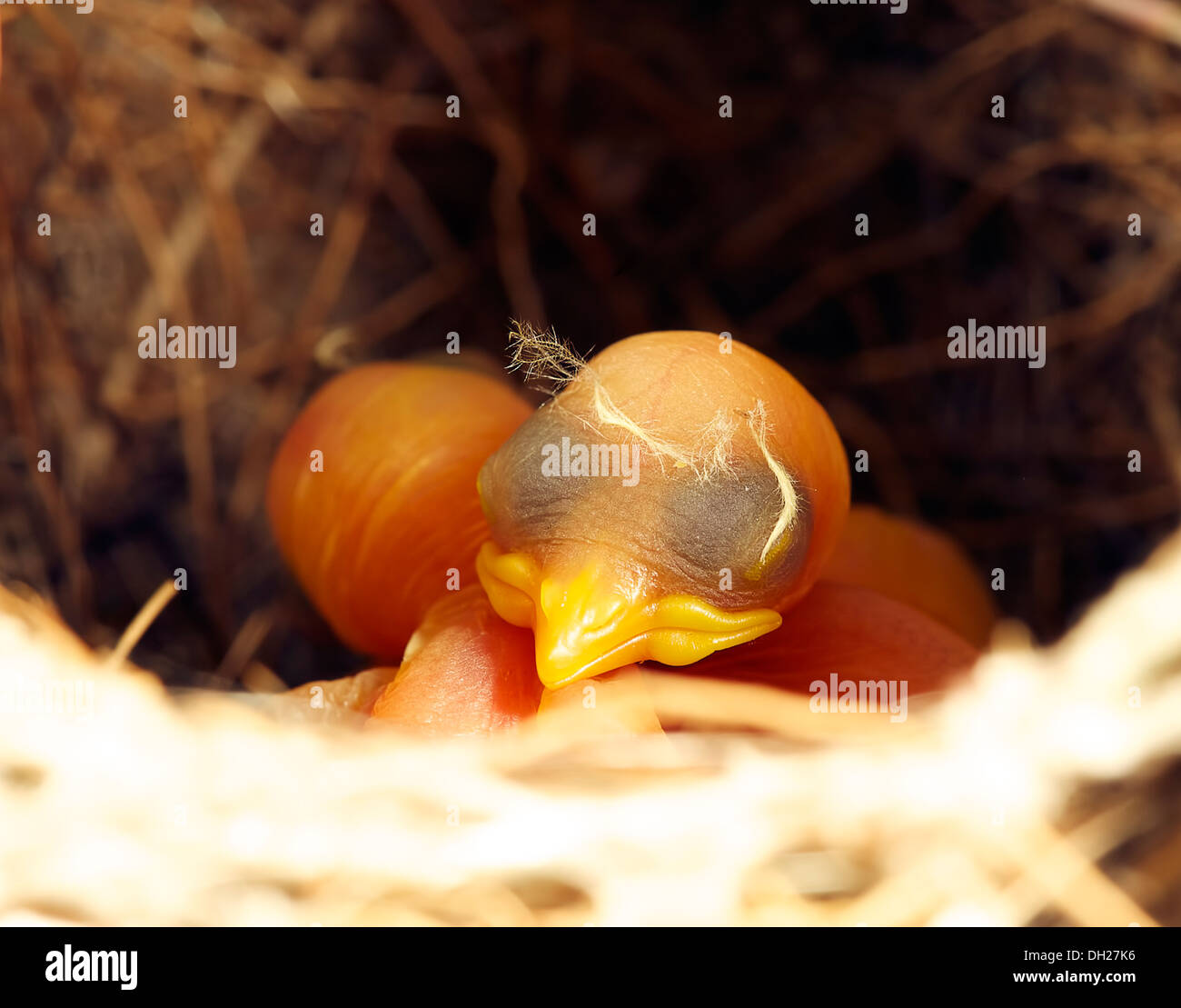a newly hatched bird in a nest Stock Photo