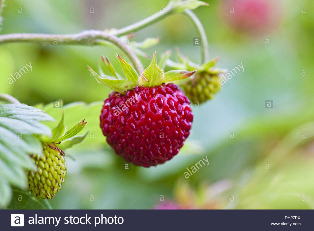 Alpine Strawberry Stock Photos & Alpine Strawberry Stock Images Alamy