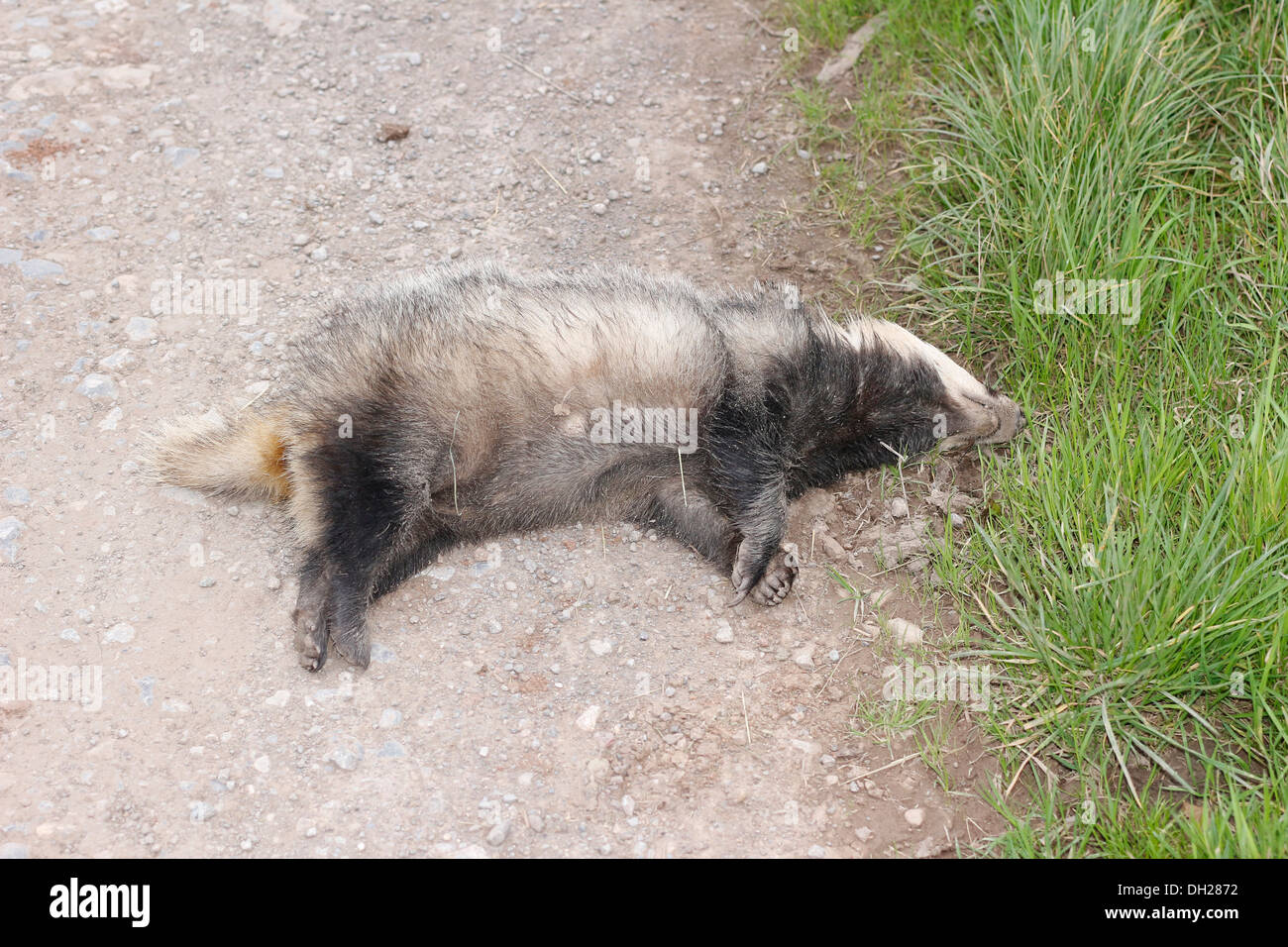 Dead badger beside of quiet rural lane in Somerset, near Cheddar, October 2013 Stock Photo