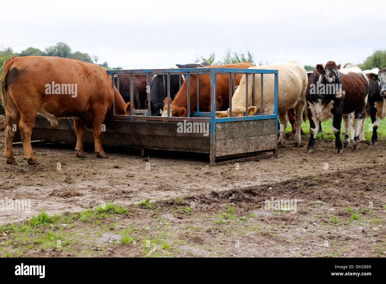 Cows enjoying winter hay feed on a concrete hard standing area. October
