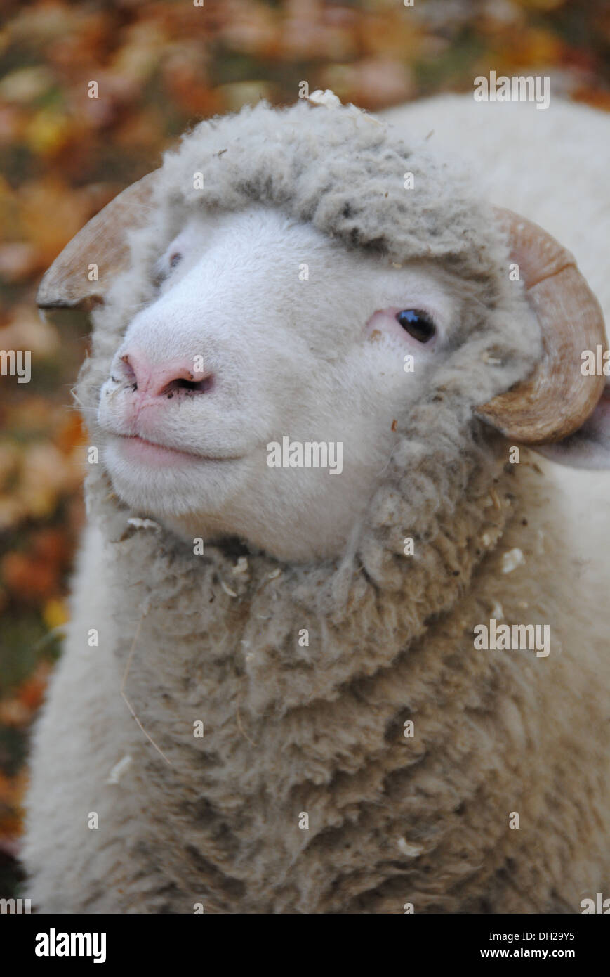 Close up of woolly sheep looking sidelong -- what is she saying?  'I'm cute' Stock Photo