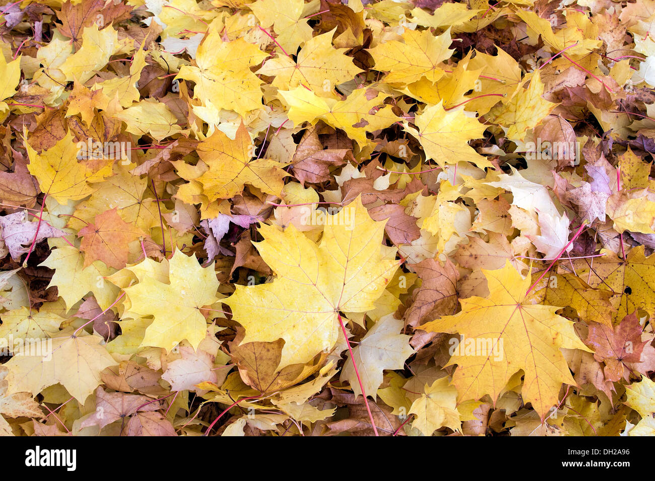 Fallen Maple Tree Leaves Piled Up on Backyard Ground in Autumn Background Stock Photo