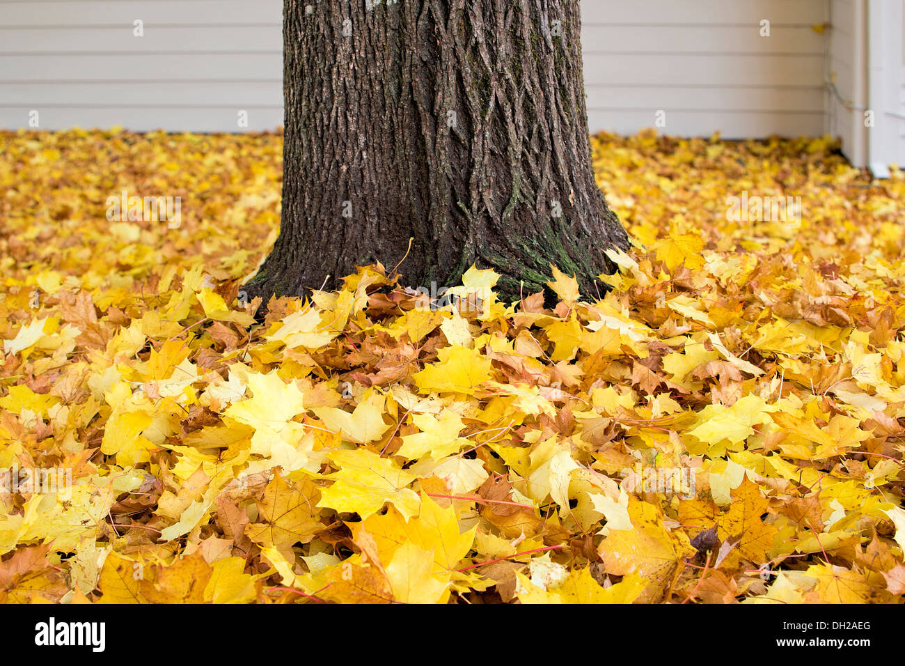 Fallen Maple Tree Leaves by Tree Trunk Piled Up on Backyard Ground in Autumn Background Stock Photo