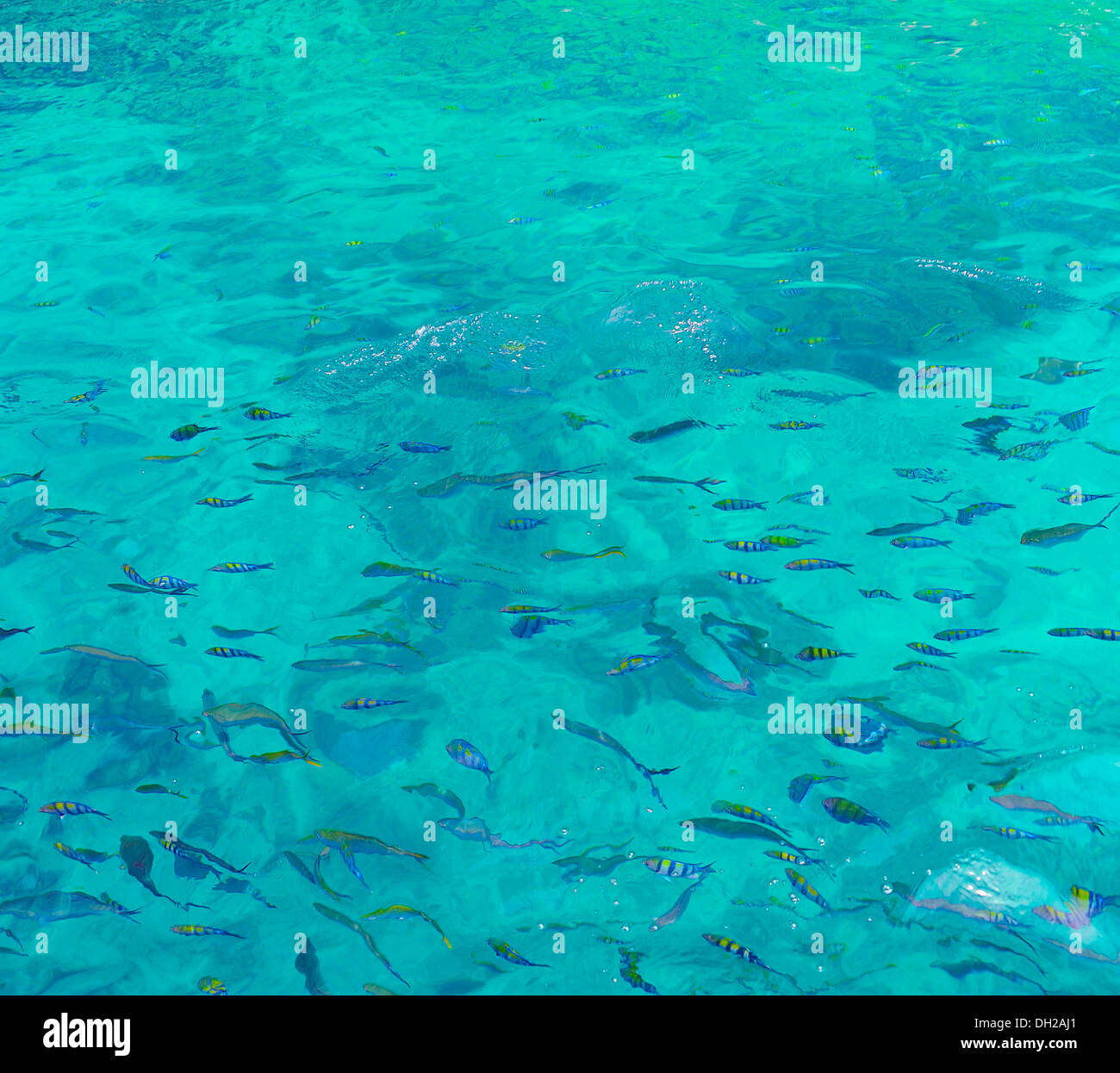 Snorkeling in the open sea Stock Photo