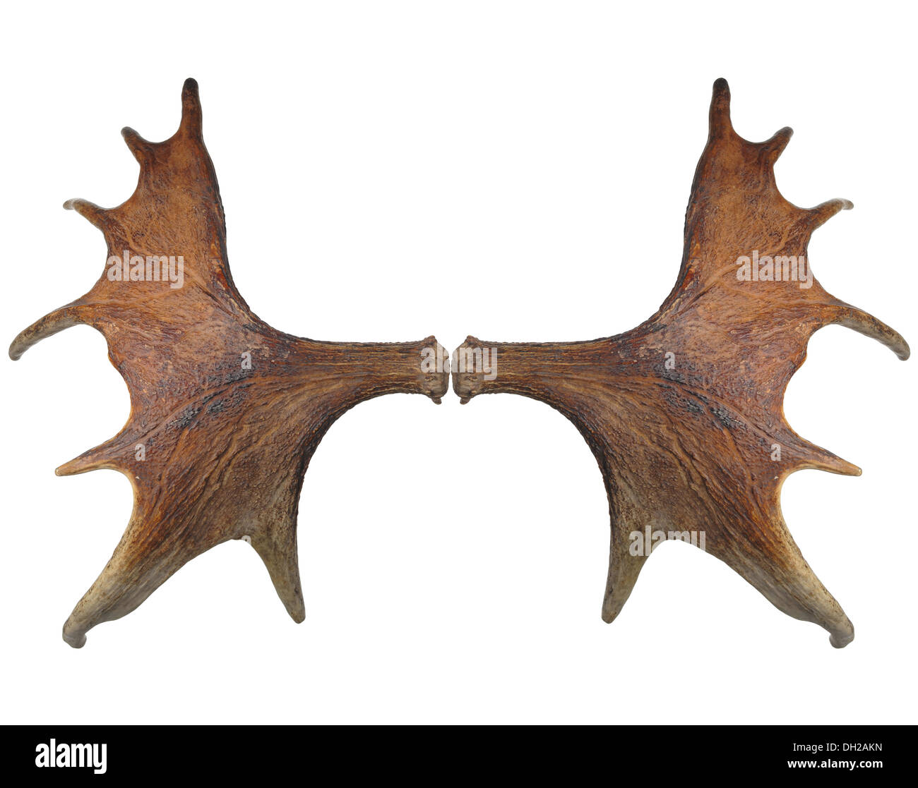 Horns of a large elk. Stock Photo