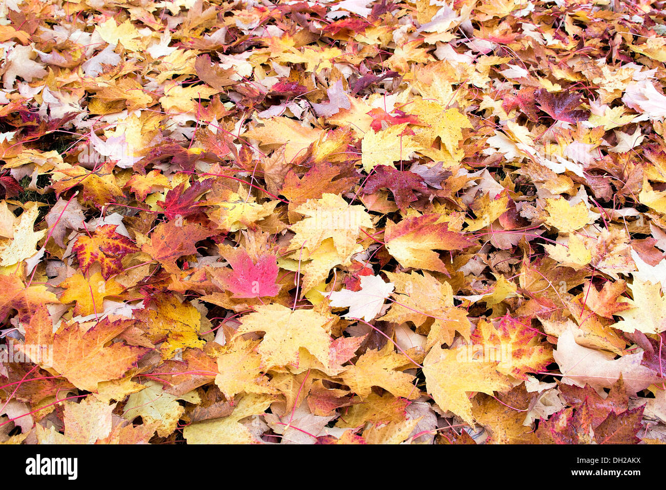 Fallen Maple Tree Leaves with Morning Dew Water Drops Piled Up on Backyard Ground in Autumn Background Stock Photo