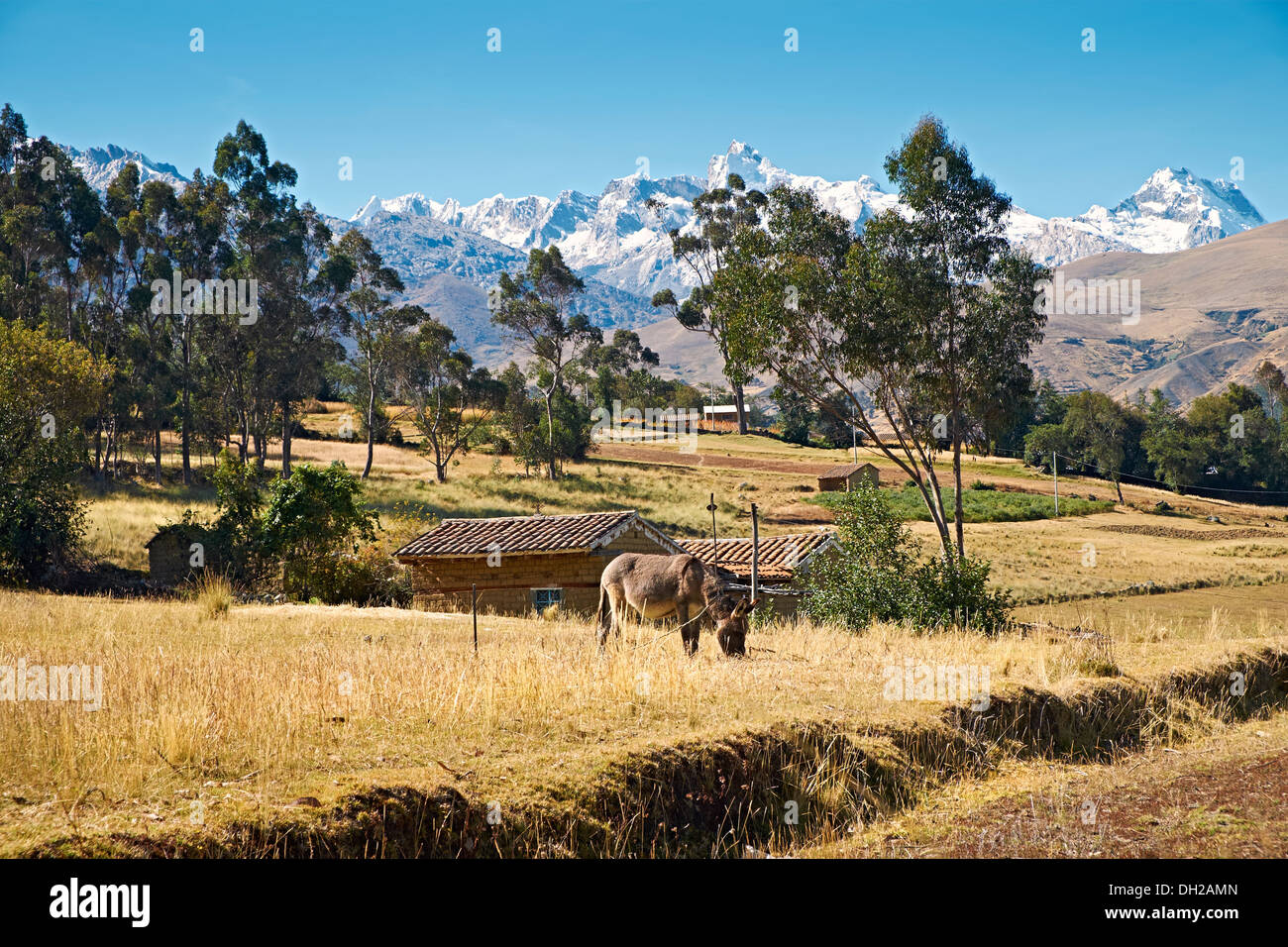 A donkey at a rural settlement with the summit of Huantsan in the Peruvian Andes. Stock Photo