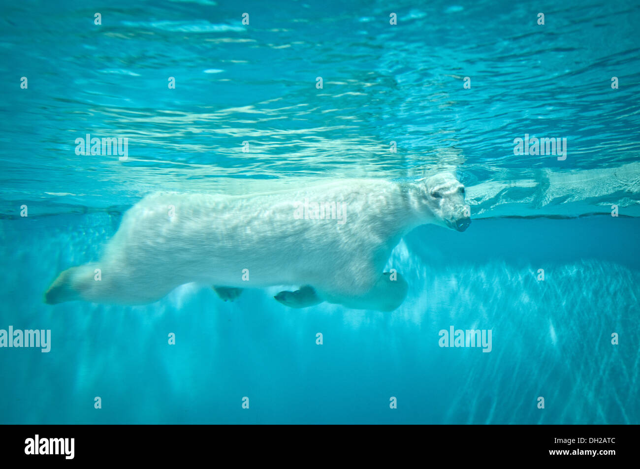 Swimming polar bear in Beijing Zoo, located in Xicheng District, Beijing, China Stock Photo