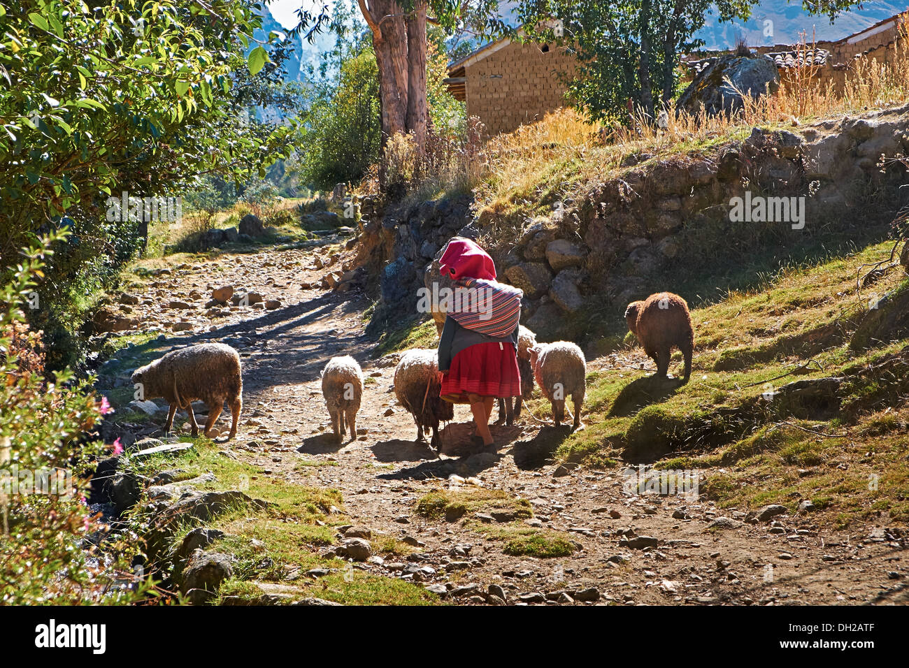 Looking after livestock in a rural settlement in the Peruvian Andes, South America. Stock Photo