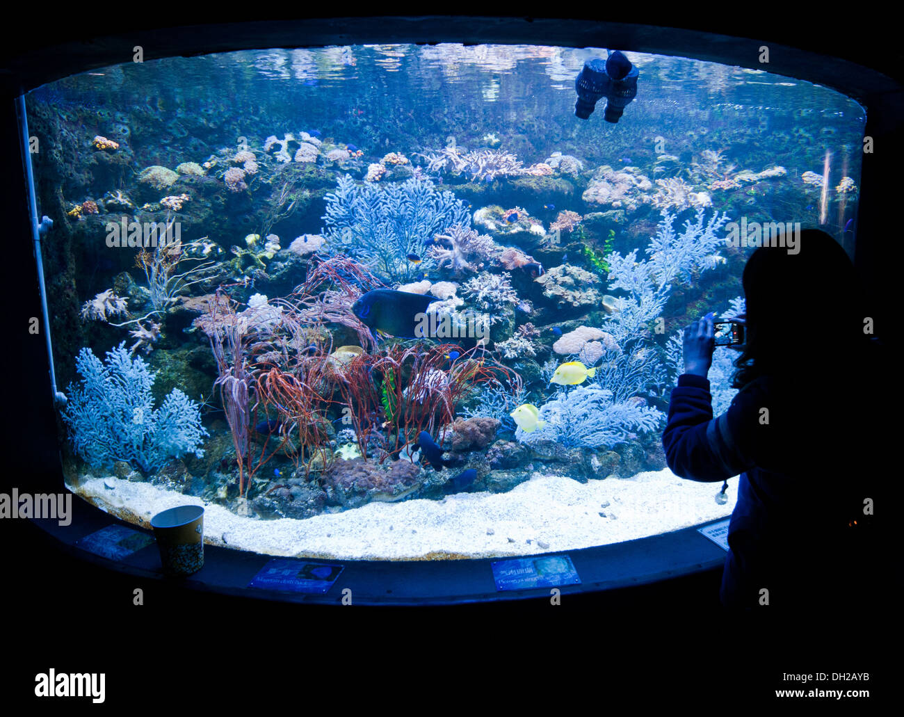 Large fish tank hi-res stock photography and images - Alamy