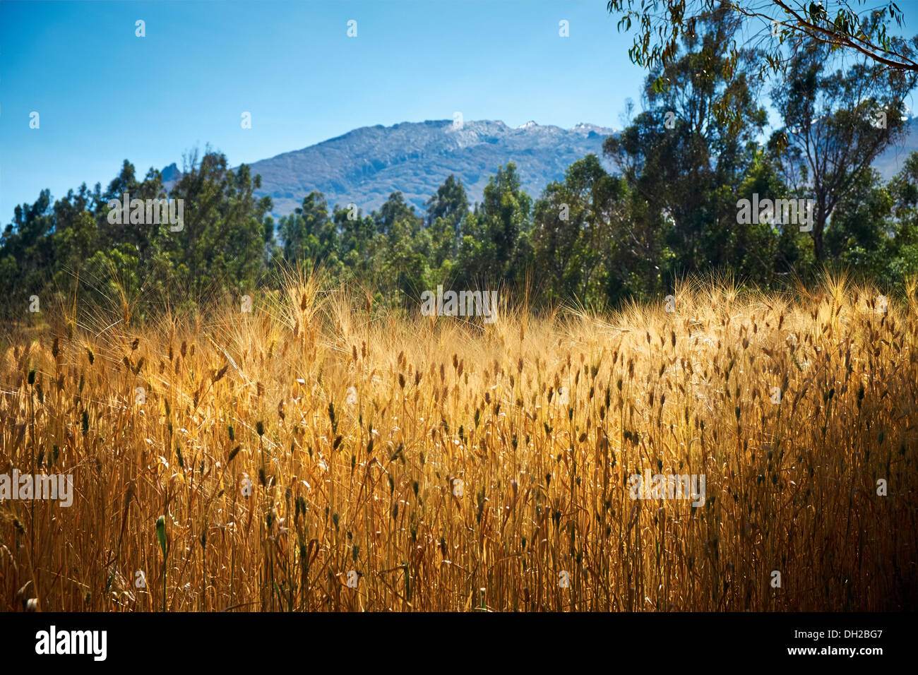 Golden brown wheat crop at a rural settlement in the Peruvian Andes, South America. Stock Photo