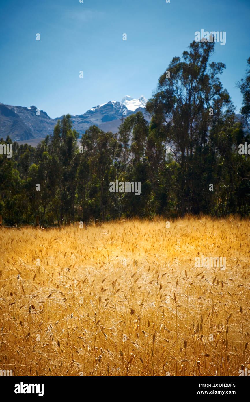 Golden brown wheat crop at a rural settlement in the Peruvian Andes, South America. Stock Photo