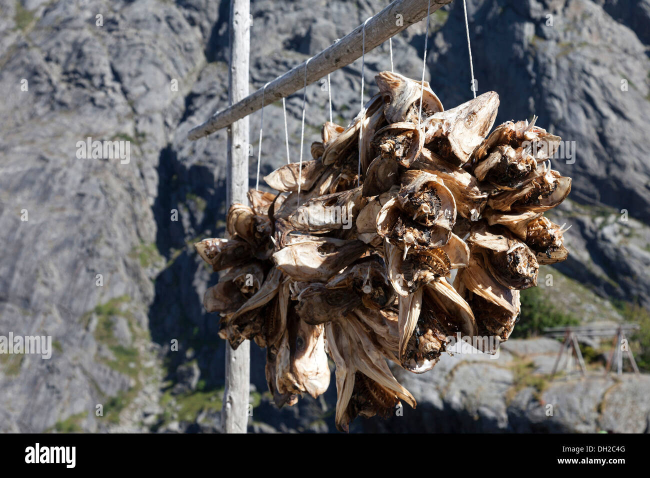 Cod heads hanging on lines hires stock photography and images Alamy