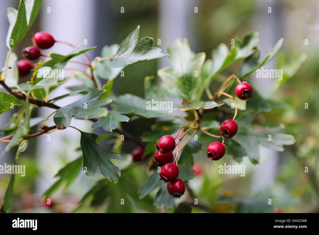 Wild red berry with dark green leaves Stock Photo - Alamy