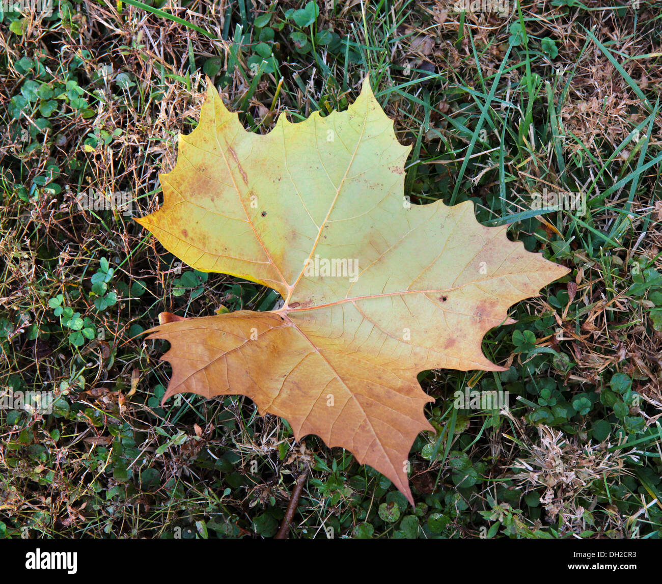 Large leaf maple hi-res stock photography and images - Alamy