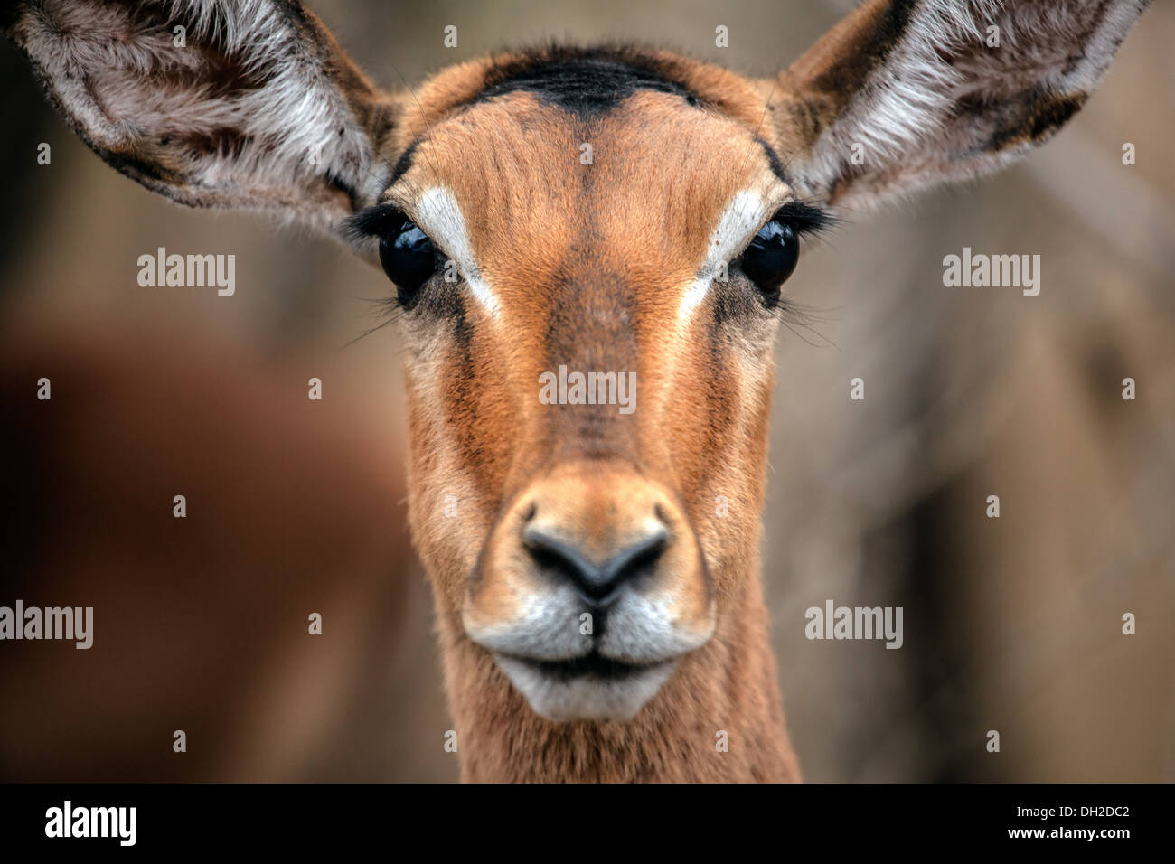 Impala Head Stock Photo