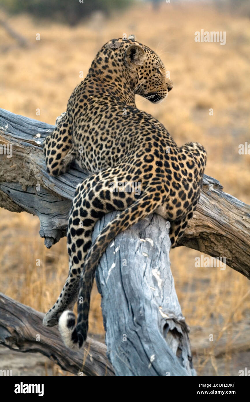 Leopard lounging in a tree Stock Photo - Alamy