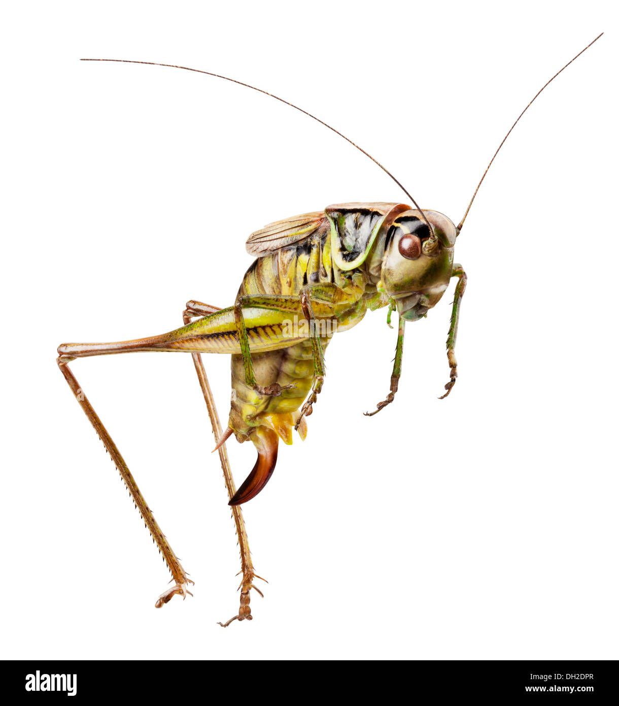 Grasshopper Stock Photo