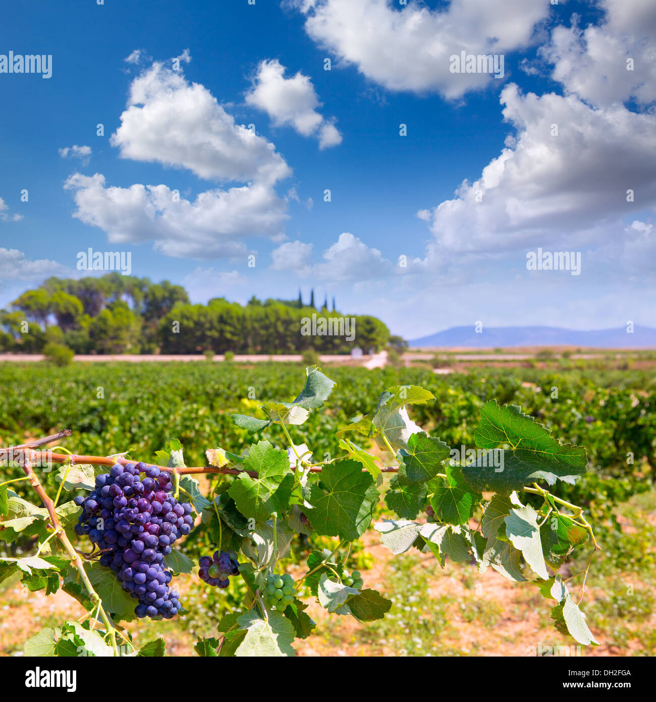 Bobal hi-res stock photography and images - Alamy