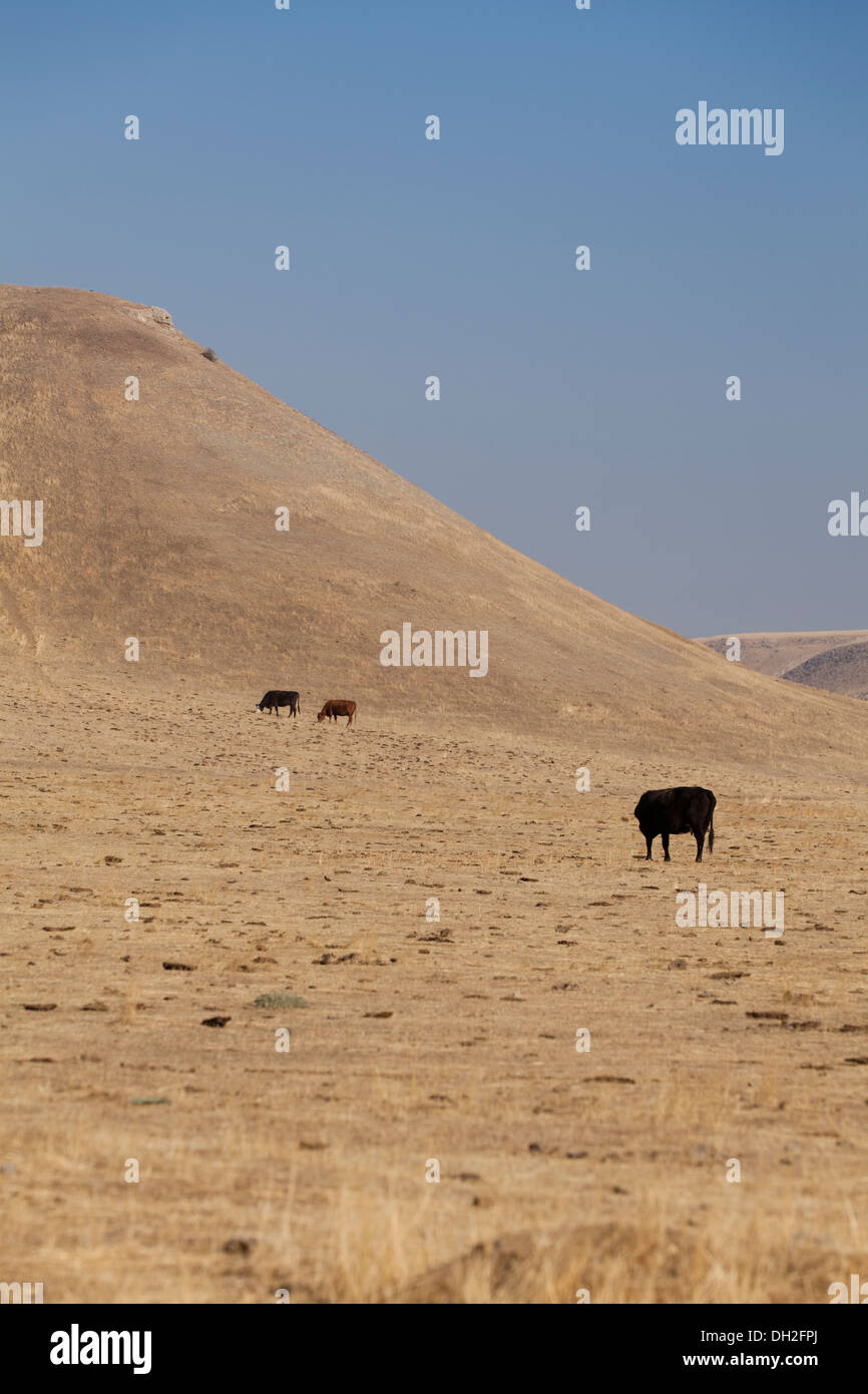 Free range Red Angus cow in dry grass field - Coalinga, California USA Stock Photo