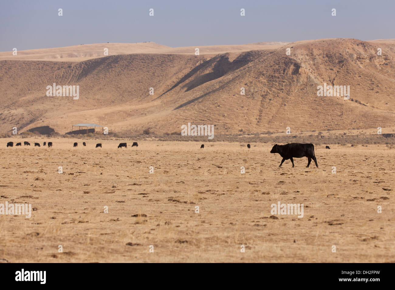 Free range Red Angus cow in dry grass field - Coalinga, California USA Stock Photo