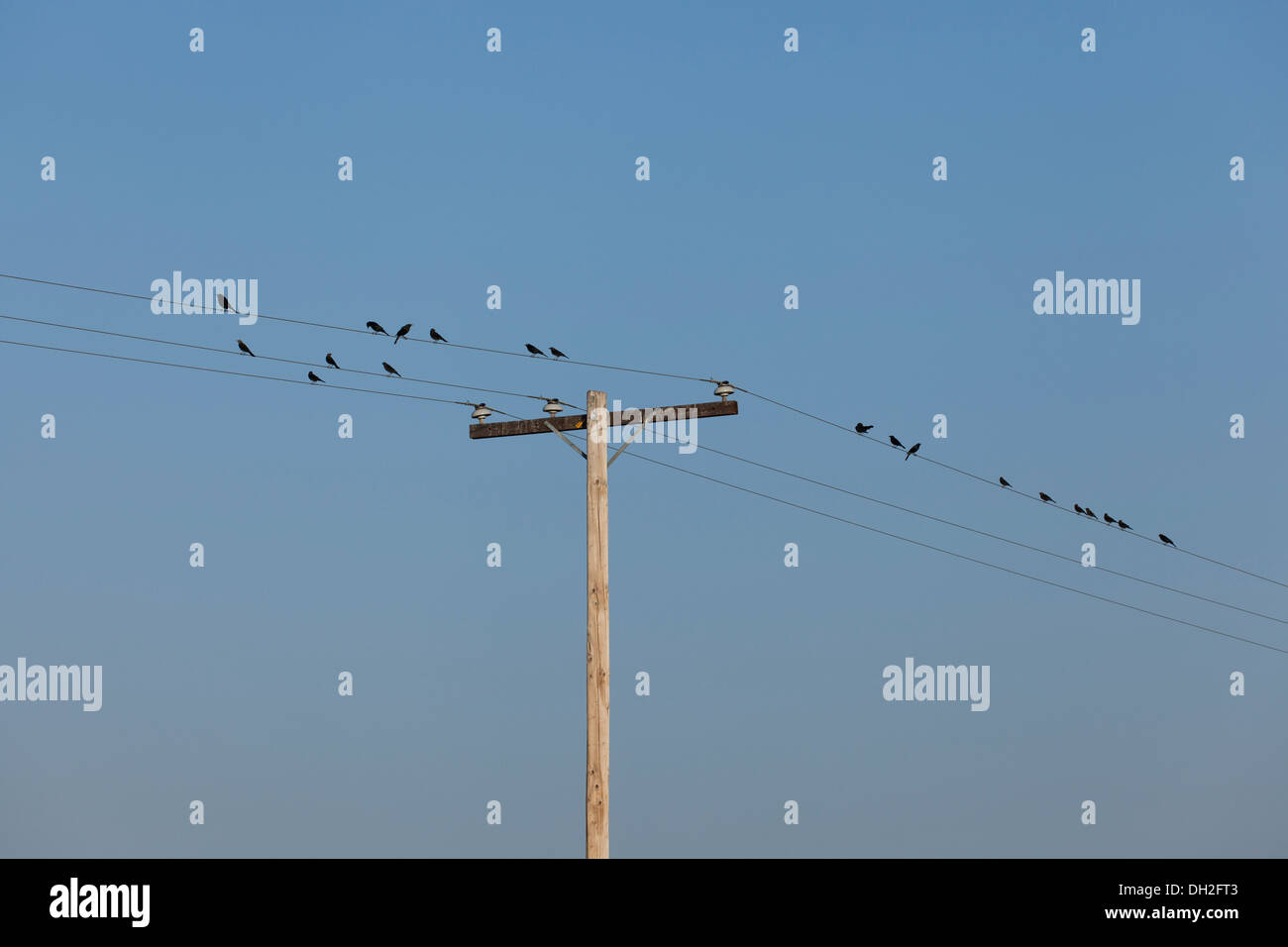 Birds on telephone wire Stock Photo Alamy